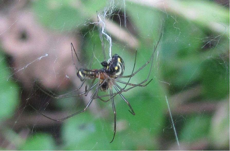 Accoppiamento Neriene cf. radiata